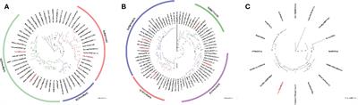 Multigene manipulation of photosynthetic carbon metabolism enhances the photosynthetic capacity and biomass yield of cucumber under low-CO2 environment